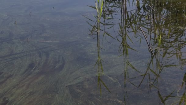 Відображення Воді Чиста Вода Очерет Відображається Воді Природне Відео Плоский — стокове відео
