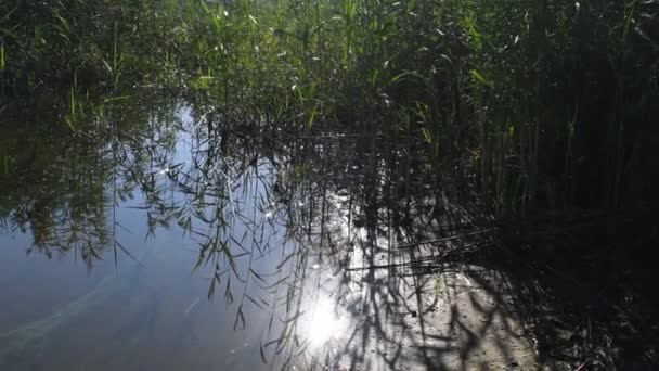 Reflectie Water Helder Water Riet Wordt Weerspiegeld Het Water Natuurvideo — Stockvideo