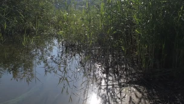 倒映在水里 清澈的水芦苇反映在水中 自然录像 平面轮廓 4K视频 — 图库视频影像