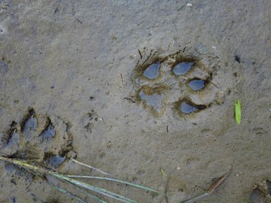 Kumda pençe izleri var. Kumda ayak izleri. Köpek patileri. Kurt ayak izi. Kumdaki hayvan ayak izleri.
