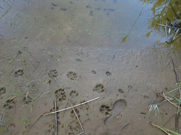 paw prints in the sand. footprints in the sand. dog paws. wolf footprint. animal footprints in the sand