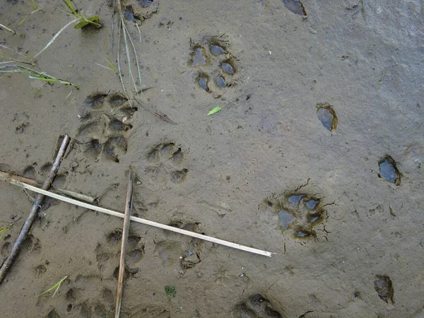 paw prints in the sand. footprints in the sand. dog paws. wolf footprint. animal footprints in the sand