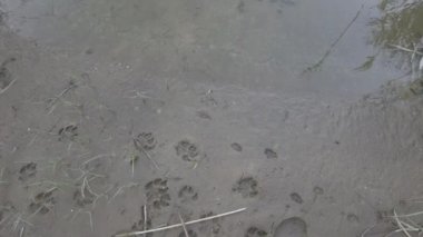 Kumda pençe izleri var. Kumda ayak izleri. Köpek patileri. Kurt ayak izi. Kumdaki hayvan ayak izleri.