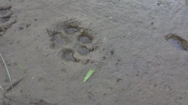 Kumda pençe izleri var. Kumda ayak izleri. Köpek patileri. Kurt ayak izi. Kumdaki hayvan ayak izleri.