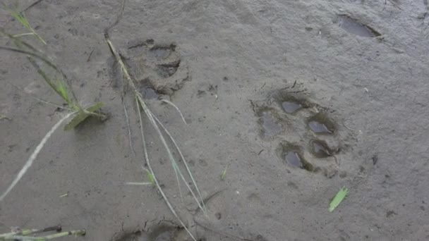 Pootafdrukken Het Zand Voetafdrukken Het Zand Hondenpootjes Wolfvoetafdruk Dierenvoetafdrukken Het — Stockvideo