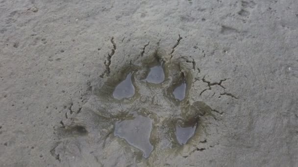 Pootafdrukken Het Zand Voetafdrukken Het Zand Hondenpootjes Wolfvoetafdruk Dierenvoetafdrukken Het — Stockvideo