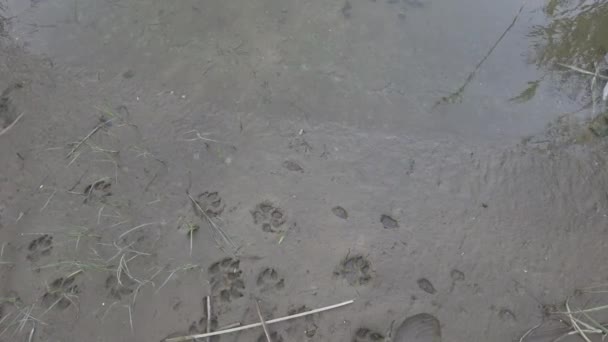 Pootafdrukken Het Zand Voetafdrukken Het Zand Hondenpootjes Wolfvoetafdruk Dierenvoetafdrukken Het — Stockvideo