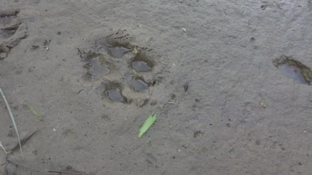 Pootafdrukken Het Zand Voetafdrukken Het Zand Hondenpootjes Wolfvoetafdruk Dierenvoetafdrukken Het — Stockvideo