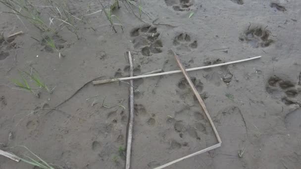 Pootafdrukken Het Zand Voetafdrukken Het Zand Hondenpootjes Wolfvoetafdruk Dierenvoetafdrukken Het — Stockvideo