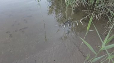 Nehir kıyısı ve sazlıklar. Sazlıklarda bir kumsal. Nehir ve kumla kaplı bir manzara. 4K video. nötr renk. Akşam deniz manzarası