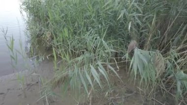 Nehir kıyısı ve sazlıklar. Sazlıklarda bir kumsal. Nehir ve kumla kaplı bir manzara. 4K video. nötr renk. Akşam deniz manzarası