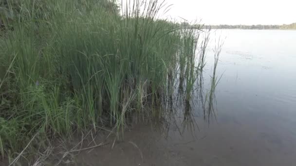 Nehir Kıyısı Sazlıklar Sazlıklarda Bir Kumsal Nehir Kumla Kaplı Bir — Stok video