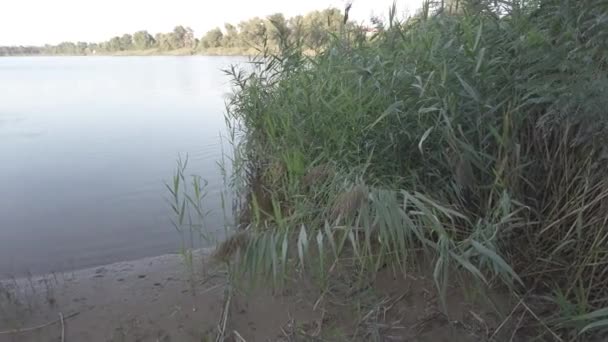 Brzeg Rzeki Trzciny Plaża Trzcinach Krajobraz Rzeką Piaskiem Nagranie Neutralny — Wideo stockowe