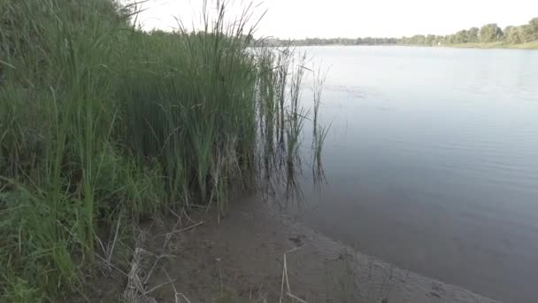 Flussufer Und Schilf Strand Schilf Landschaft Mit Fluss Und Sand — Stockvideo