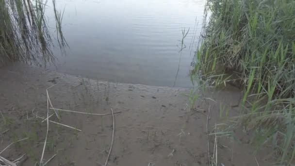 River Bank Reeds Beach Reeds Landscape River Sand Video Neutral — Stock Video