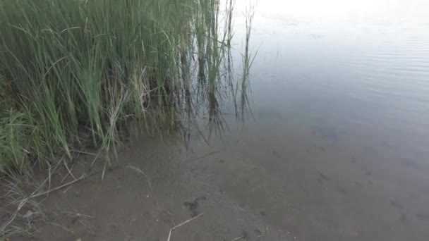 川岸と葦 葦のビーチ 川と砂の風景 4Kビデオ ニュートラルカラー 水の上の夕景 — ストック動画