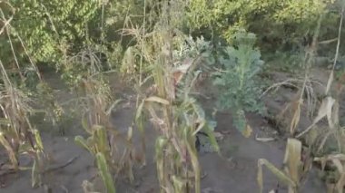 Bahçedeki bitkiler. Küçük sebze bahçesi. 4k video. nötr renk. düz profil