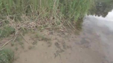 Nehrin kıyısına yürü. Su ve bulutlu bir manzara. Açık hava sporları. 4k video. nötr renk.