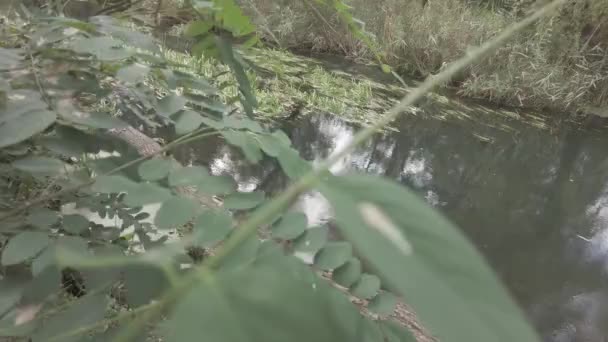 Loop Langs Rivier Landschap Met Water Wolken Buitensporten Video Neutrale — Stockvideo