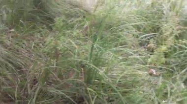 Nehrin kıyısına yürü. Su ve bulutlu bir manzara. Açık hava sporları. 4k video. nötr renk.