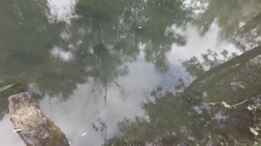 Nehrin kıyısına yürü. Su ve bulutlu bir manzara. Açık hava sporları. 4k video. nötr renk.