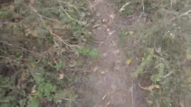 Erkek bacakları. Kot pantolon. Siyah ayakkabılar. Patika boyunca yürü. Adam serbest kalacak. Birinci şahıs görüşü. 4k video