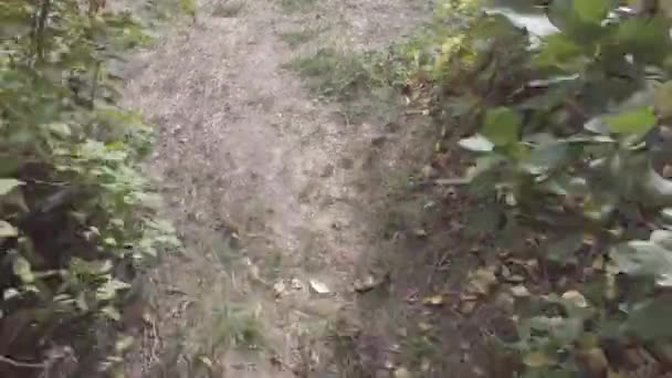 jambes masculines. un jean bleu. chaussures noires. marcher le long du chemin. l'homme marche. vue à la première personne. Vidéo 4k