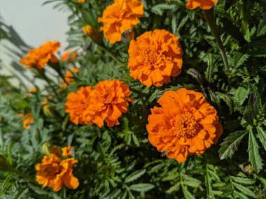 turuncu sonbahar çiçekleri. Güzel sarı kadife çiçekleri