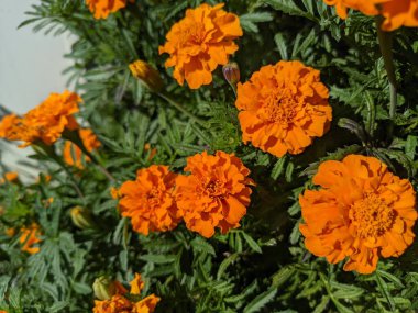 turuncu sonbahar çiçekleri. Güzel sarı kadife çiçekleri