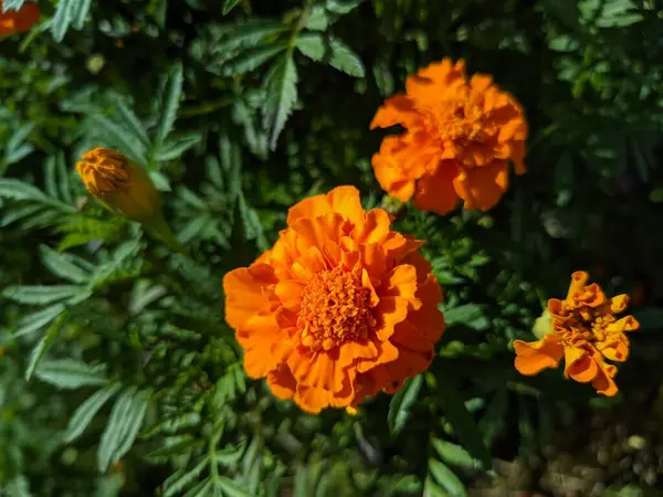 Flores Naranjas Otoño Hermosas Caléndulas Amarillas —  Fotos de Stock