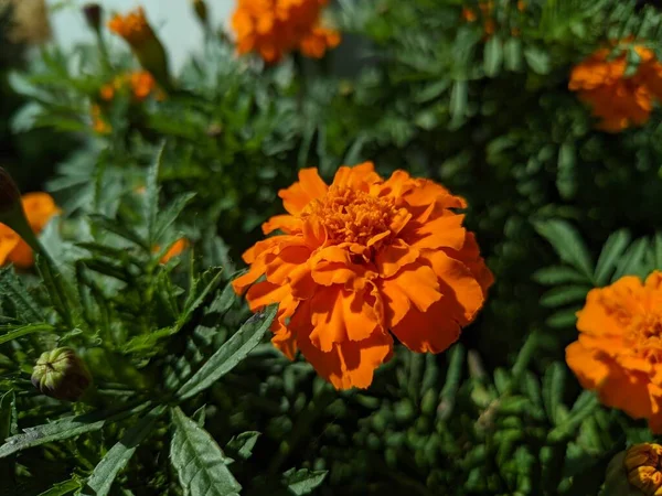 Flores Naranjas Otoño Hermosas Caléndulas Amarillas —  Fotos de Stock