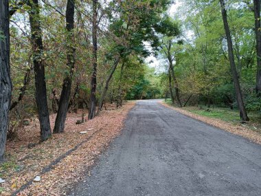 bulutlu sonbahar manzarası. Uzağa giden bir yol. Sonbahar yolu. Sarı yapraklar ve gri asfalt