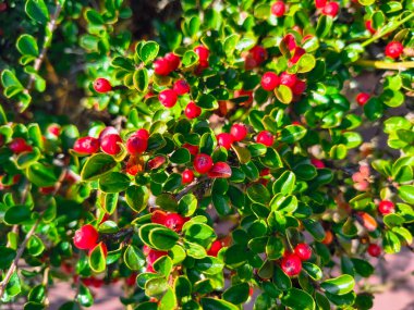 Yoğun bir çalılıkta parlak yeşil yapraklar ve parlak kırmızı böğürtlenler. Açık bir bahçe ortamında canlı kontrast, doğal doku ve botanik detay.