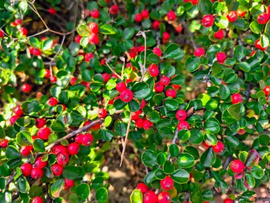 Yoğun bir çalılıkta parlak yeşil yapraklar ve parlak kırmızı böğürtlenler. Açık bir bahçe ortamında canlı kontrast, doğal doku ve botanik detay.