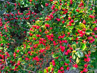 Yoğun bir çalılıkta parlak yeşil yapraklar ve parlak kırmızı böğürtlenler. Açık bir bahçe ortamında canlı kontrast, doğal doku ve botanik detay.