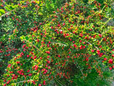 Yoğun bir çalılıkta parlak yeşil yapraklar ve parlak kırmızı böğürtlenler. Açık bir bahçe ortamında canlı kontrast, doğal doku ve botanik detay.