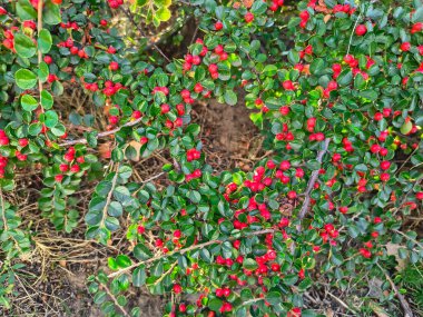 Yoğun bir çalılıkta parlak yeşil yapraklar ve parlak kırmızı böğürtlenler. Açık bir bahçe ortamında canlı kontrast, doğal doku ve botanik detay.