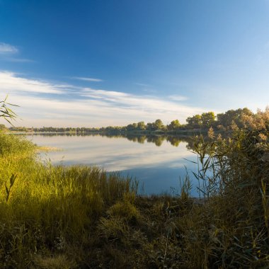 Sakin göl manzarası sakin su, mavi gökyüzü ve yansımalarla dolu. Çerçeveli sazlıklar, ağaçlar, 