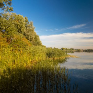 Sakin göl manzarası sakin su, mavi gökyüzü ve yansımalarla dolu. Çerçeveli sazlıklar, ağaçlar, 