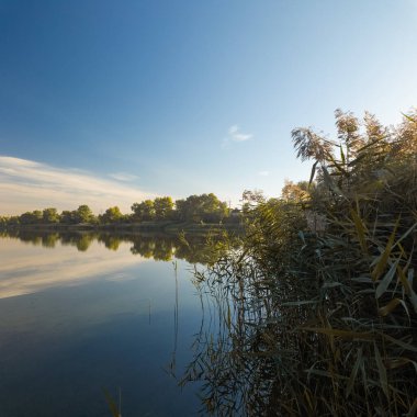 Sakin göl manzarası sakin su, mavi gökyüzü ve yansımalarla dolu. Çerçeveli sazlıklar, ağaçlar, 