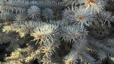 Mavimsi yeşil iğneler ve kırmızımsı saplı mavi ladin dallarına yakın çekim. Doğal doku, canlı kontrastlar ve katmanlı yeşil yapraklar..