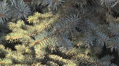 Mavimsi yeşil iğneler ve kırmızımsı saplı mavi ladin dallarına yakın çekim. Doğal doku, canlı kontrastlar ve katmanlı yeşil yapraklar..