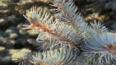 Mavimsi yeşil iğneler ve kırmızımsı saplı mavi ladin dallarına yakın çekim. Doğal doku, canlı kontrastlar ve katmanlı yeşil yapraklar..