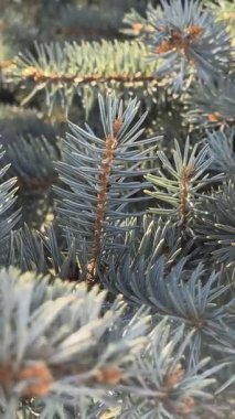 Mavimsi yeşil iğneler ve kırmızımsı saplı mavi ladin dallarına yakın çekim. Doğal doku, canlı kontrastlar ve katmanlı yeşil yapraklar..