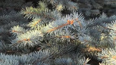 Mavimsi yeşil iğneler ve kırmızımsı saplı mavi ladin dallarına yakın çekim. Doğal doku, canlı kontrastlar ve katmanlı yeşil yapraklar..