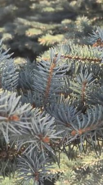 Mavimsi yeşil iğneler ve kırmızımsı saplı mavi ladin dallarına yakın çekim. Doğal doku, canlı kontrastlar ve katmanlı yeşil yapraklar..