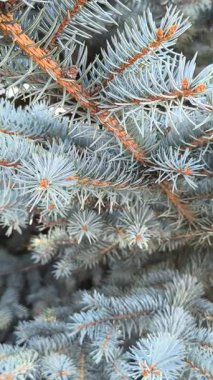 Mavimsi yeşil iğneler ve kırmızımsı saplı mavi ladin dallarına yakın çekim. Doğal doku, canlı kontrastlar ve katmanlı yeşil yapraklar..