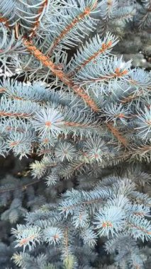 Mavimsi yeşil iğneler ve kırmızımsı saplı mavi ladin dallarına yakın çekim. Doğal doku, canlı kontrastlar ve katmanlı yeşil yapraklar..