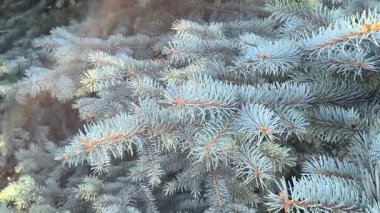 Mavimsi yeşil iğneler ve kırmızımsı saplı mavi ladin dallarına yakın çekim. Doğal doku, canlı kontrastlar ve katmanlı yeşil yapraklar..