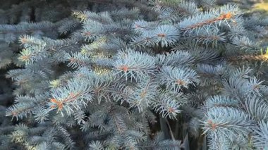 Mavimsi yeşil iğneler ve kırmızımsı saplı mavi ladin dallarına yakın çekim. Doğal doku, canlı kontrastlar ve katmanlı yeşil yapraklar..